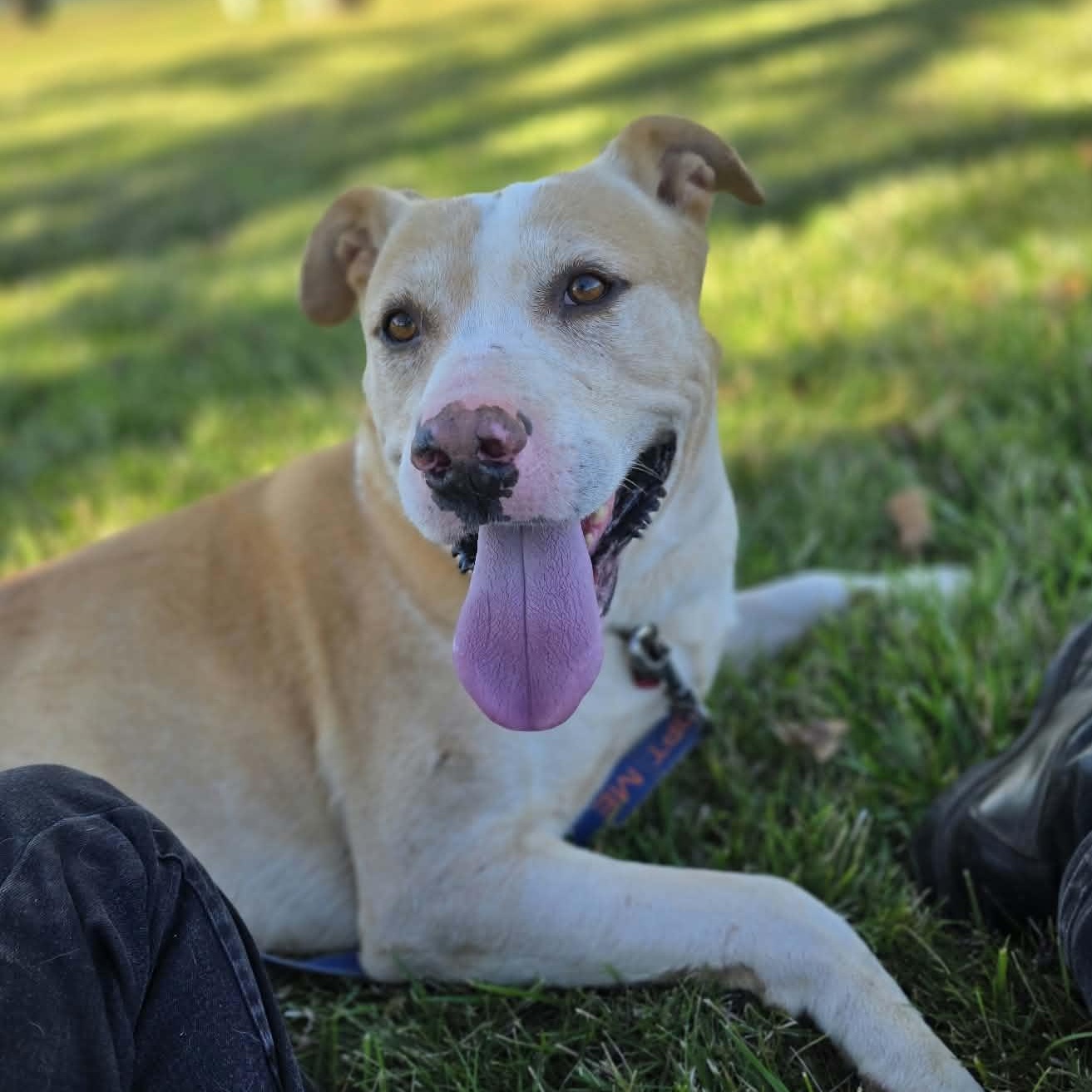 Jack, Adoptable, Adult Male Pit Bull Terrier & Husky.