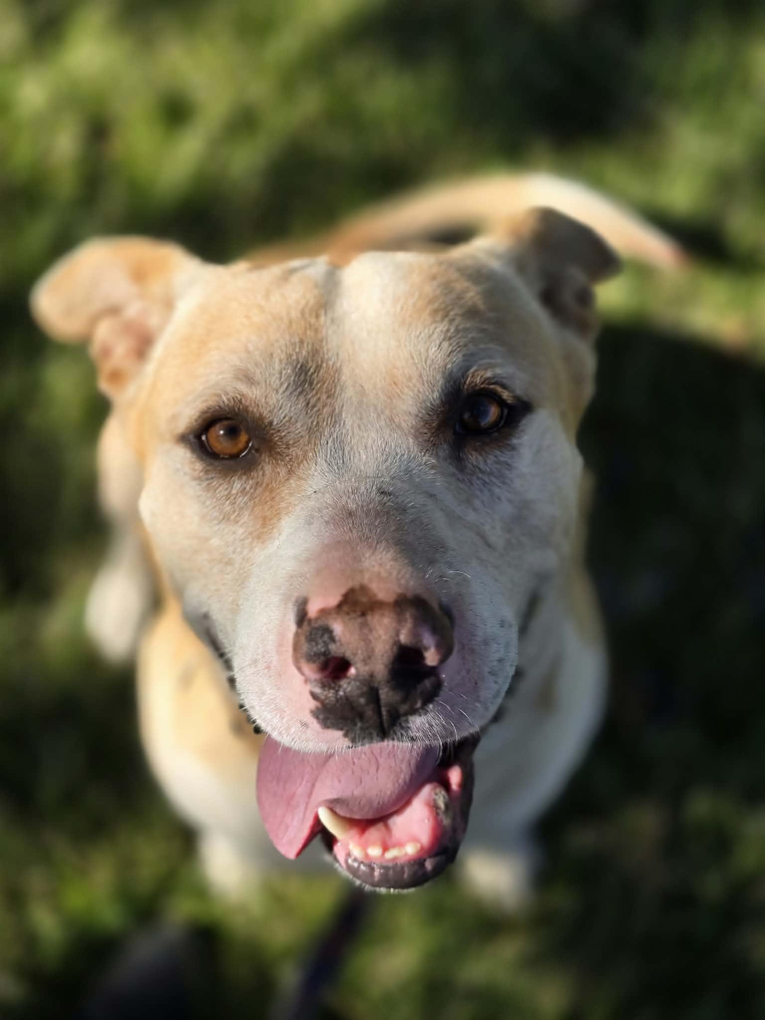 Enlarge Jack, a Adoptable mixed breed in Grants Pass, OR image 2/5