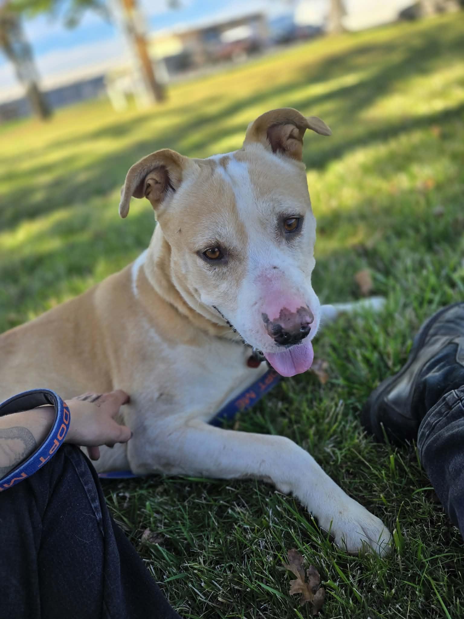 Enlarge Jack, a Adoptable mixed breed in Grants Pass, OR image 3/5