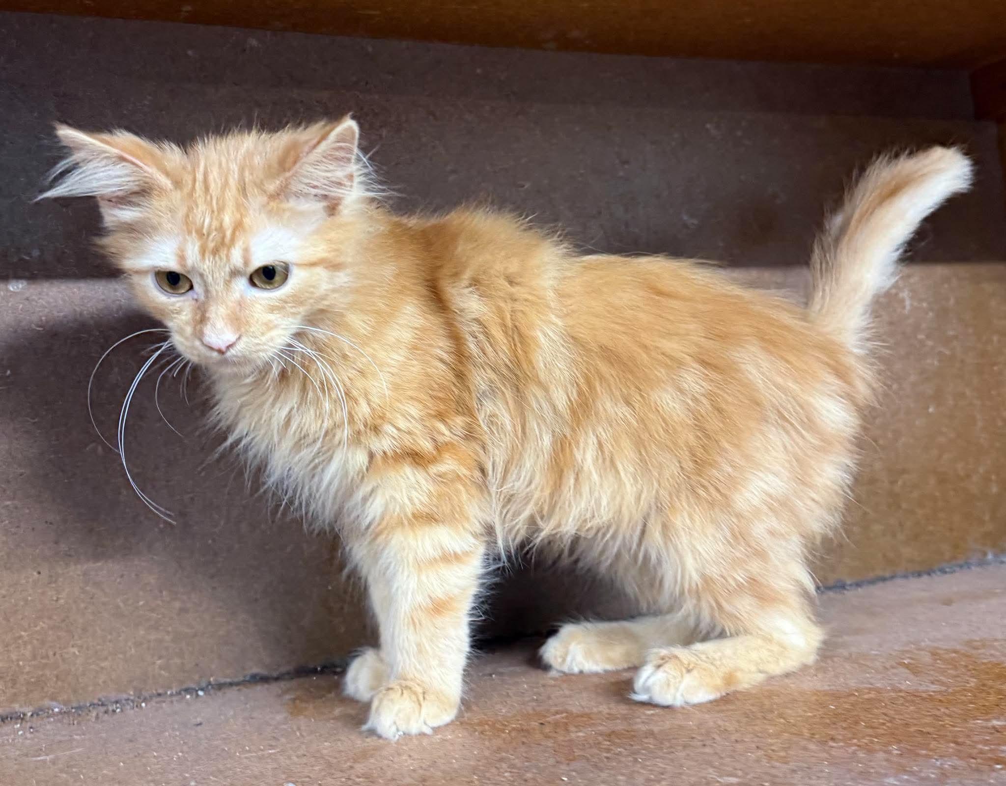 Enlarge Thor, an adopted Tabby in Marion, IN image 3/3