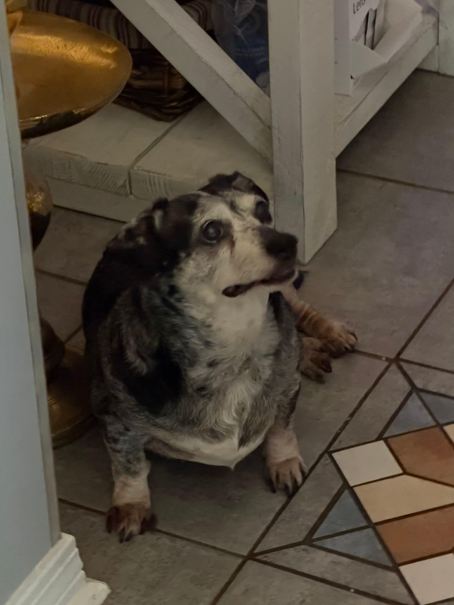 Enlarge Olivia, a ADOPTABLE Dachshund in Fort Walton Beach, FL image 2/3