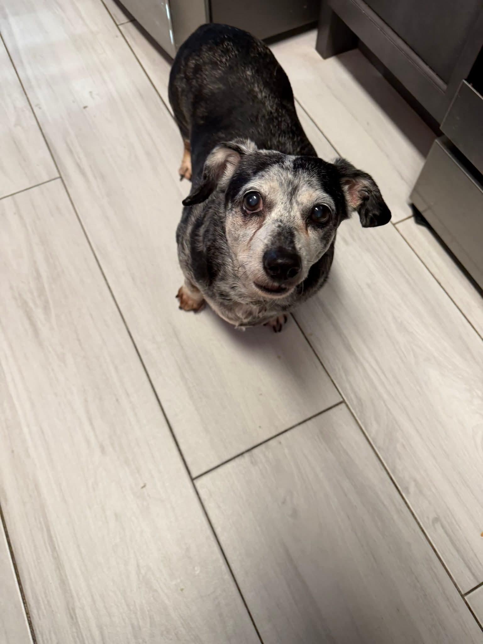 Enlarge Olivia, a ADOPTABLE Dachshund in Fort Walton Beach, FL image 3/3