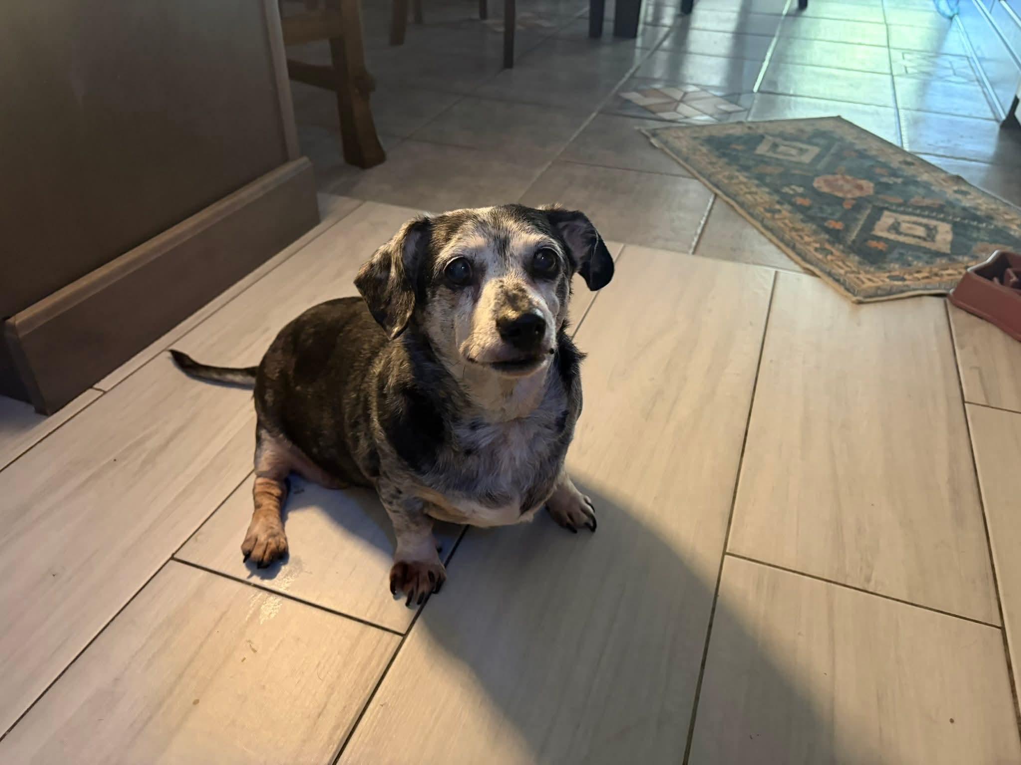 Enlarge Olivia, a ADOPTABLE Dachshund in Fort Walton Beach, FL image 1/3