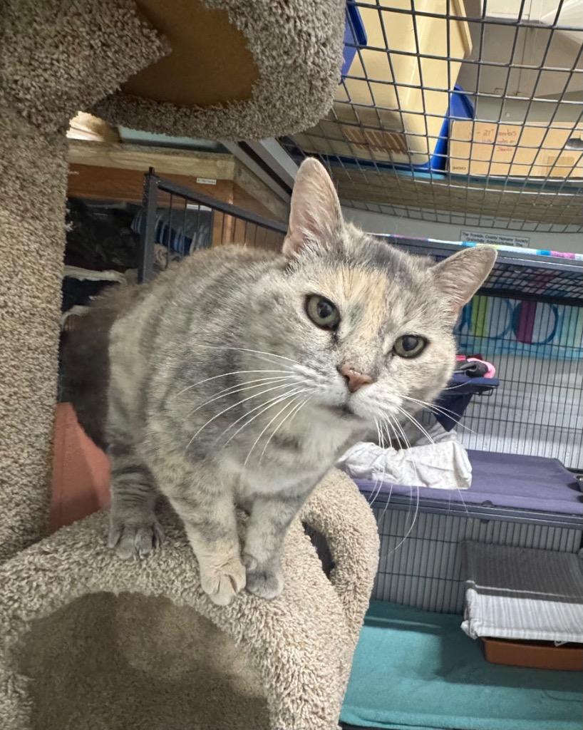 Myra, Adoptable, Senior Female Domestic Short Hair.