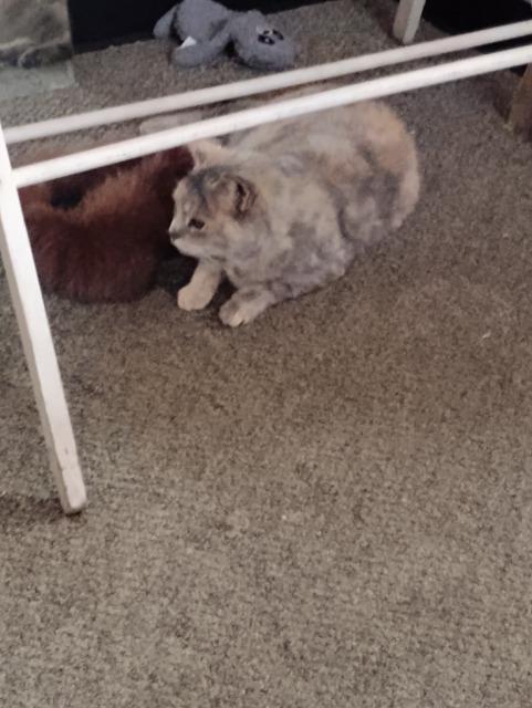 Enlarge Myra, a Adoptable mixed breed in St. Albans, VT image 2/2