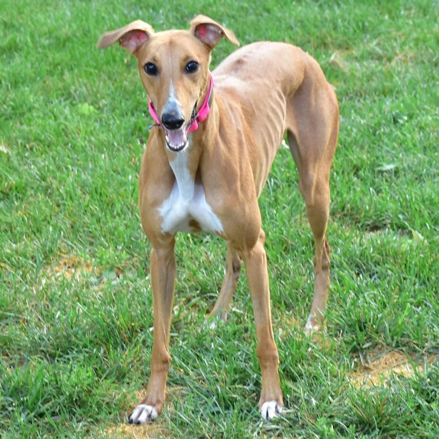 Charlotte, an adoptable Greyhound, Lurcher in Indianapolis, IN, 46220 | Photo Image 2