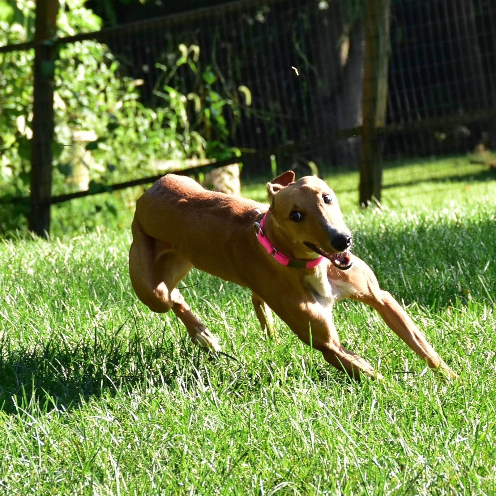 Charlotte, an adoptable Greyhound, Lurcher in Indianapolis, IN, 46220 | Photo Image 1