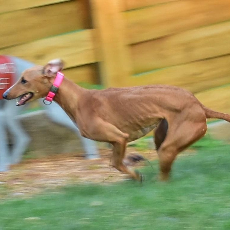 Charlotte, an adoptable Greyhound, Lurcher in Indianapolis, IN, 46220 | Photo Image 3
