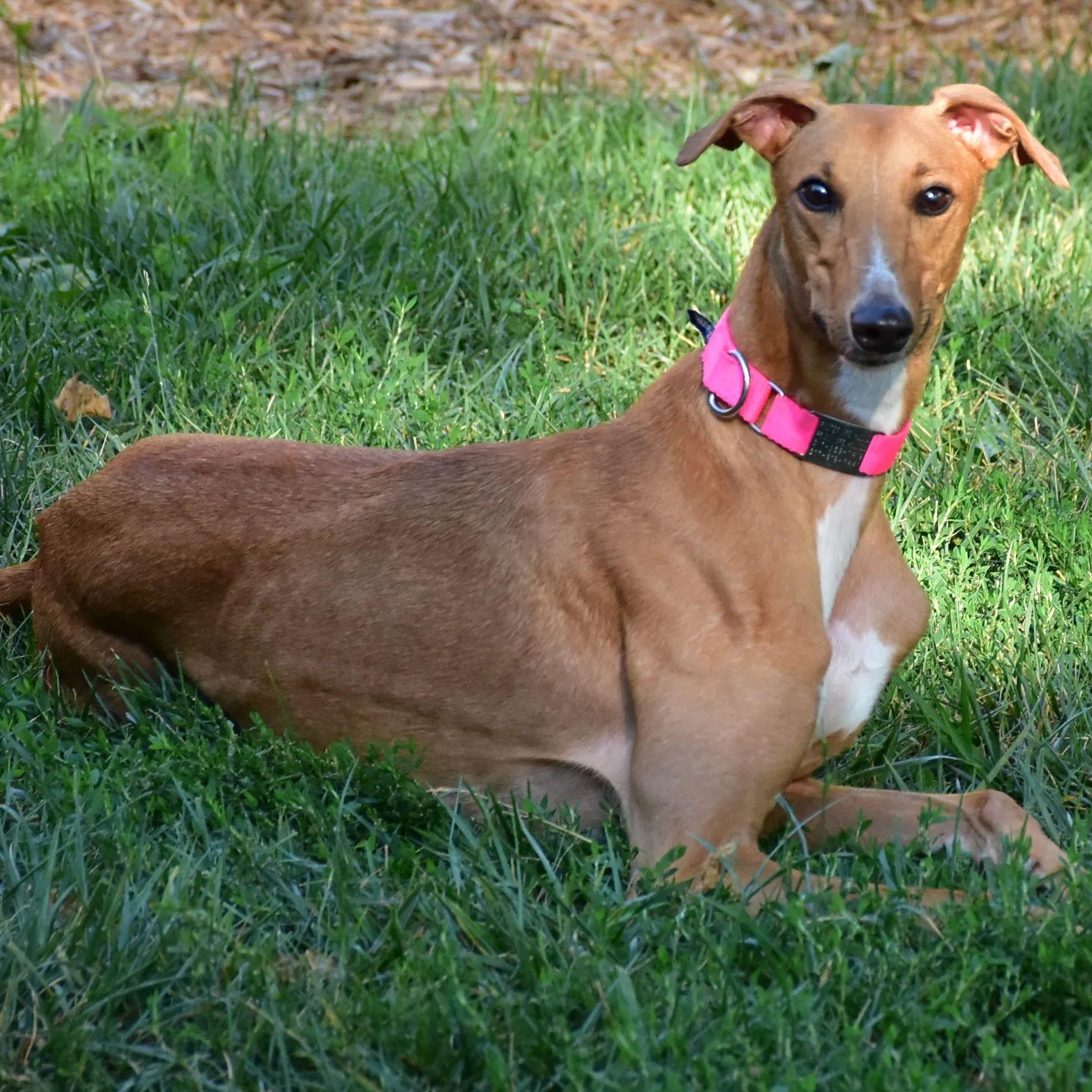 Charlotte, an adoptable Greyhound, Lurcher in Indianapolis, IN, 46220 | Photo Image 4