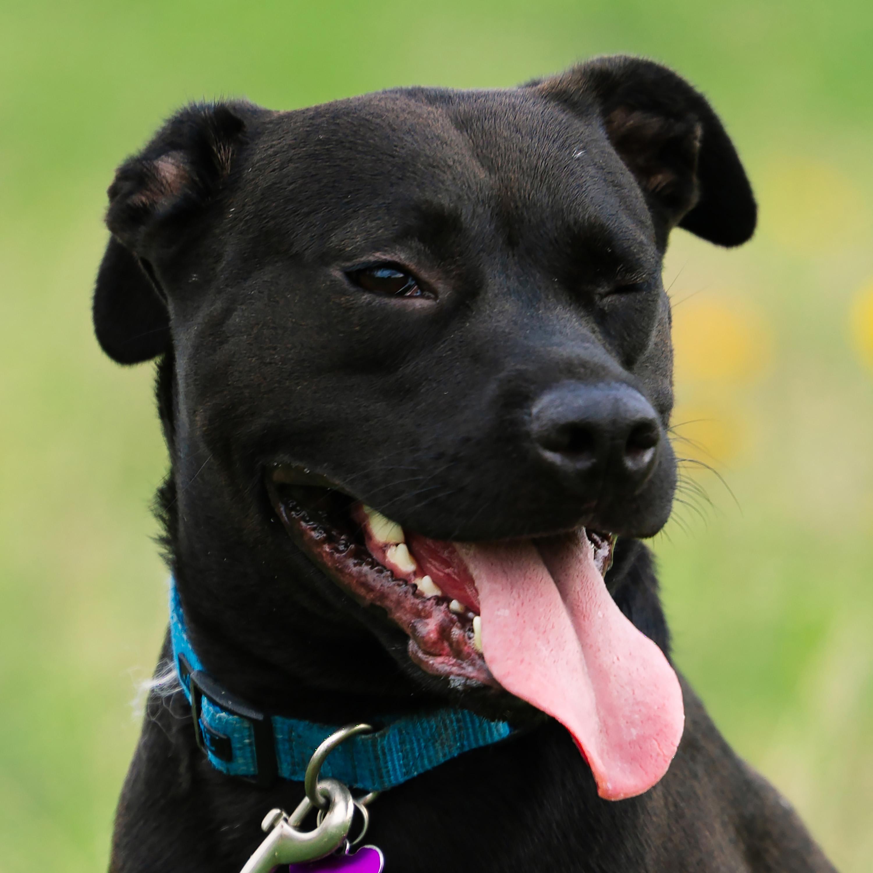 Pepper, a Adoptable mixed breed in Austin, TX image 2/6