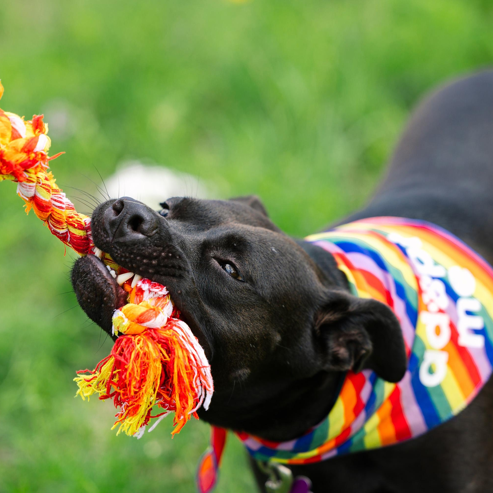 Pepper, a Adoptable mixed breed in Austin, TX image 6/6
