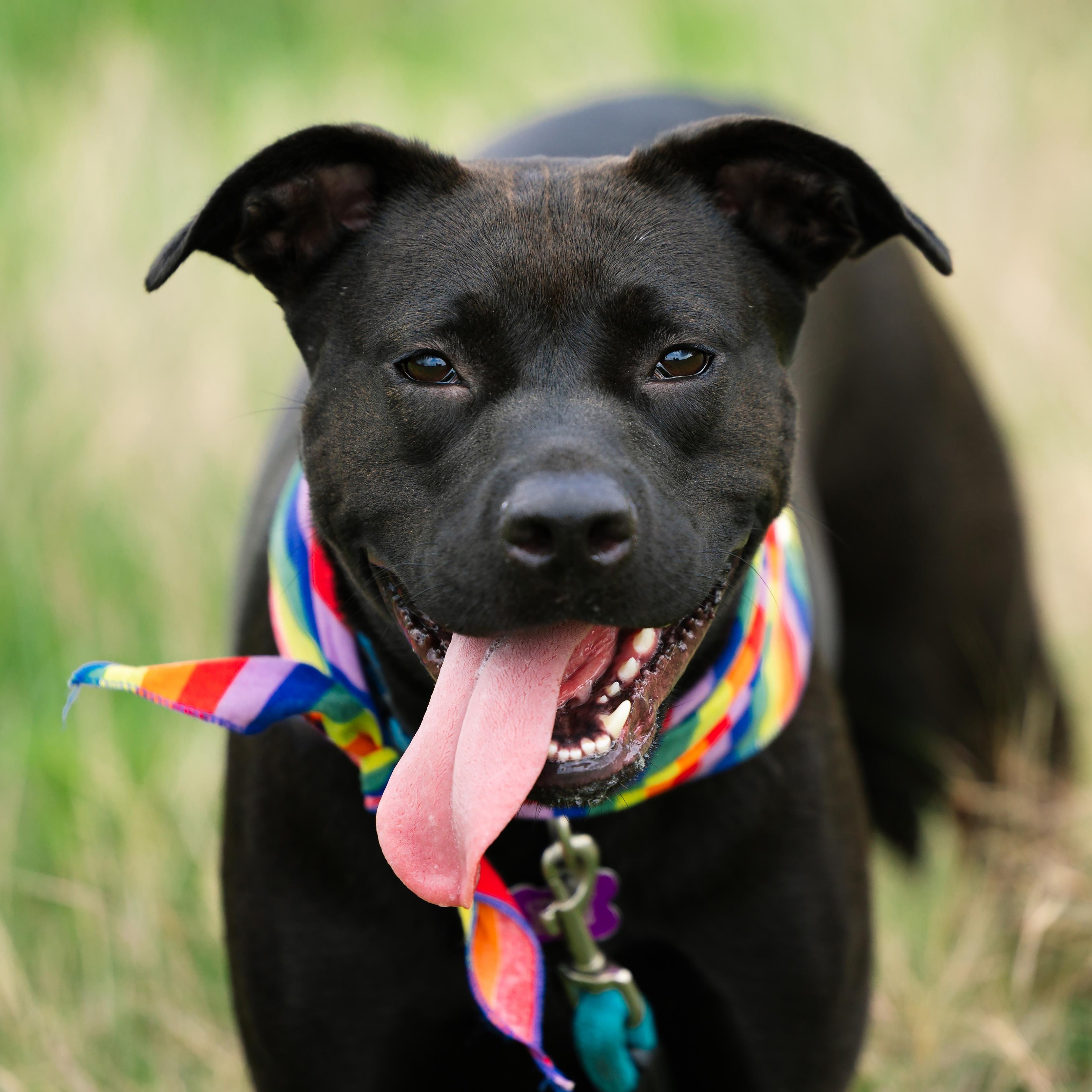 Pepper, Adoptable, Adult Female Staffordshire Bull Terrier & Mixed Breed.