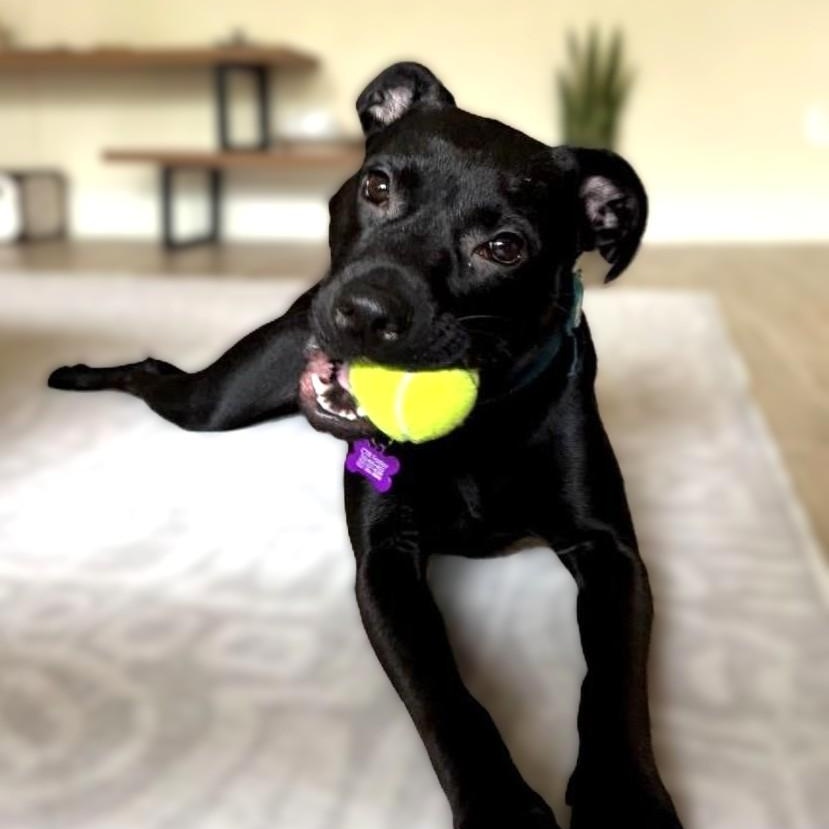 Pepper, a Adoptable mixed breed in Austin, TX image 3/6