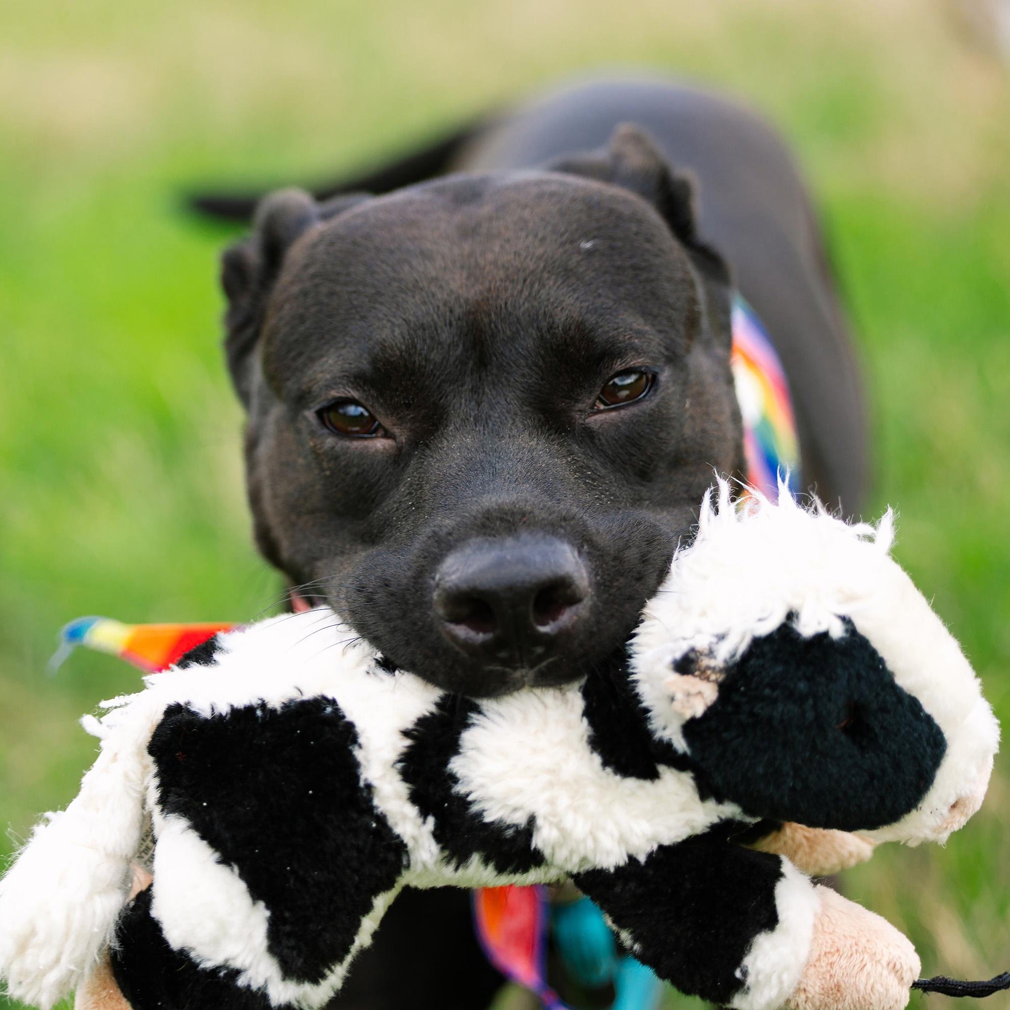 Pepper, a Adoptable mixed breed in Austin, TX image 5/6