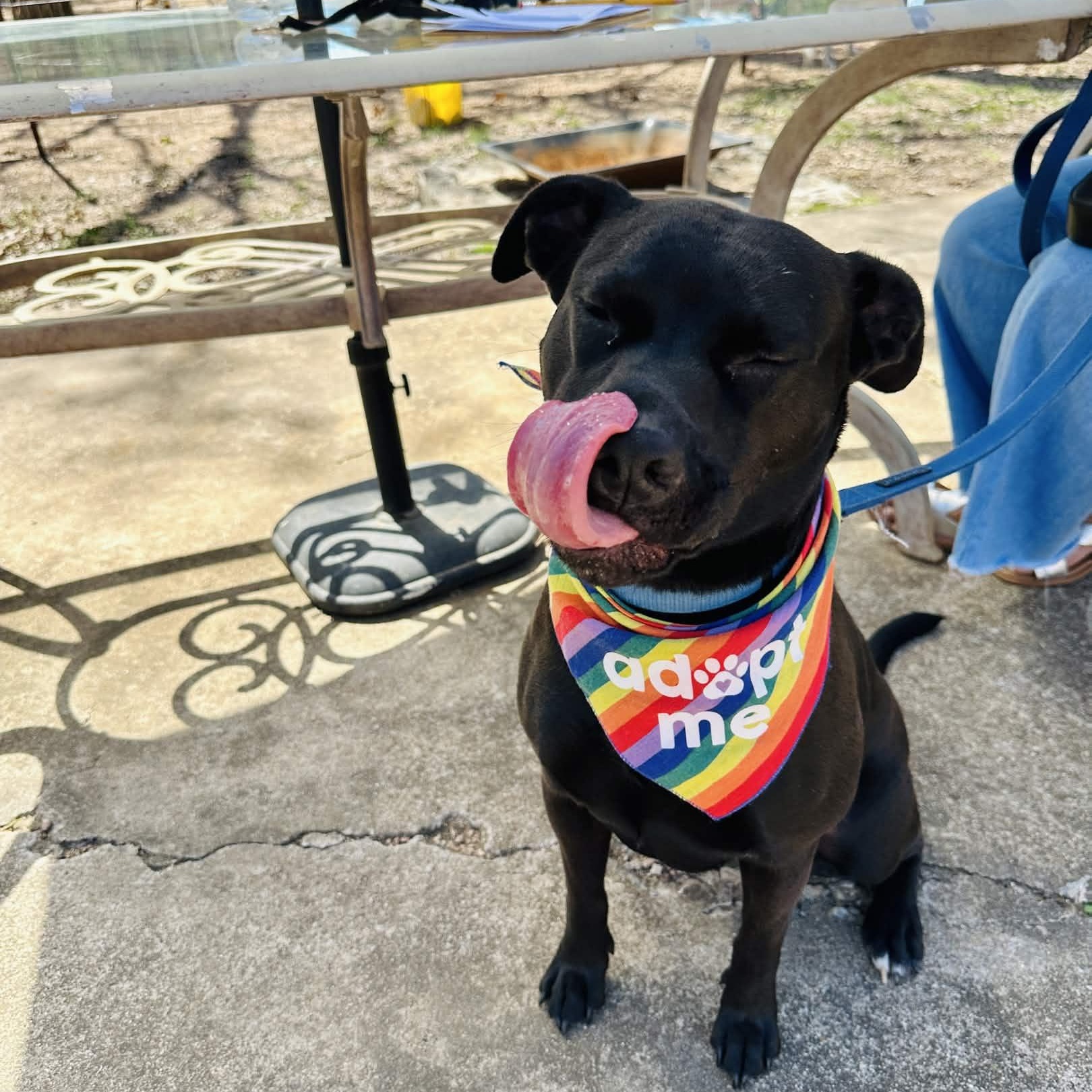 Pepper, a Adoptable mixed breed in Austin, TX image 4/6