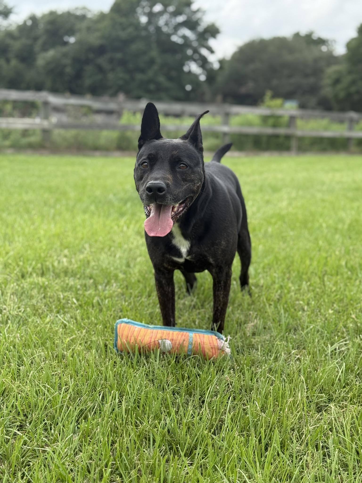 Bubba, a Adoptable mixed breed in Tomball, TX image 5/5