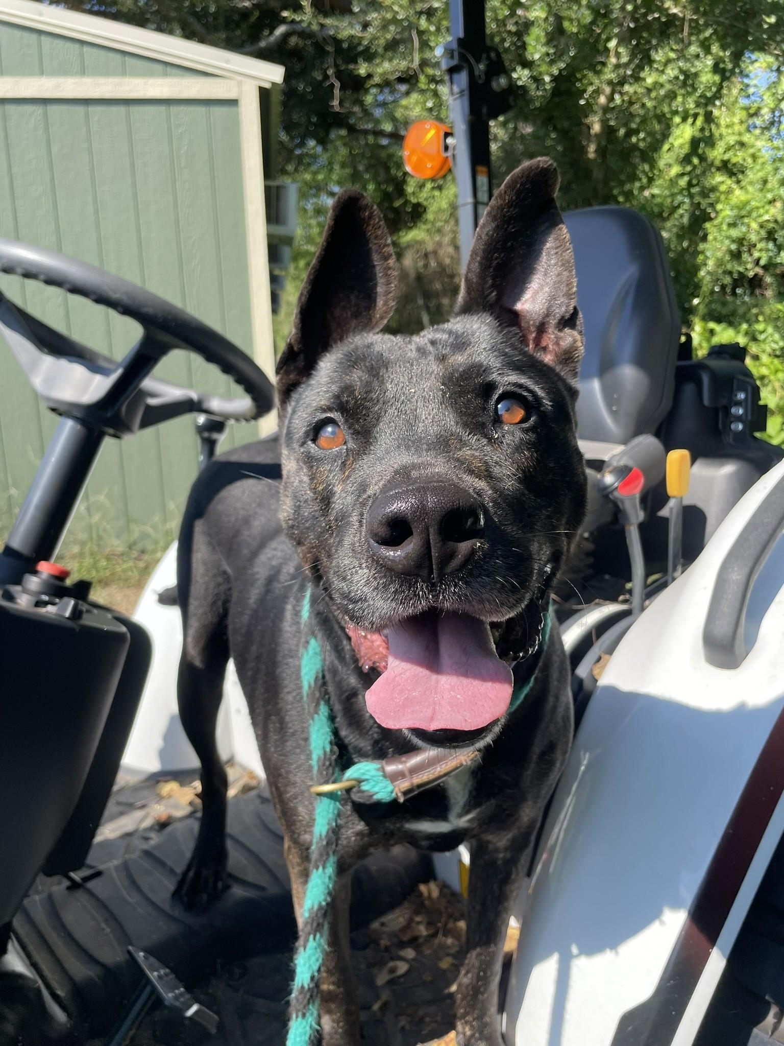 Bubba, a Adoptable mixed breed in Tomball, TX image 3/5