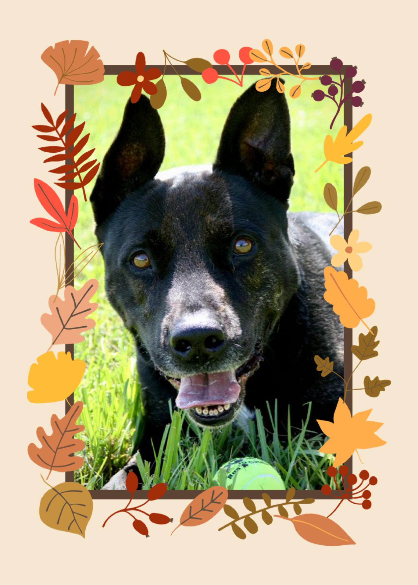 Bubba, a Adoptable mixed breed in Tomball, TX image 2/5