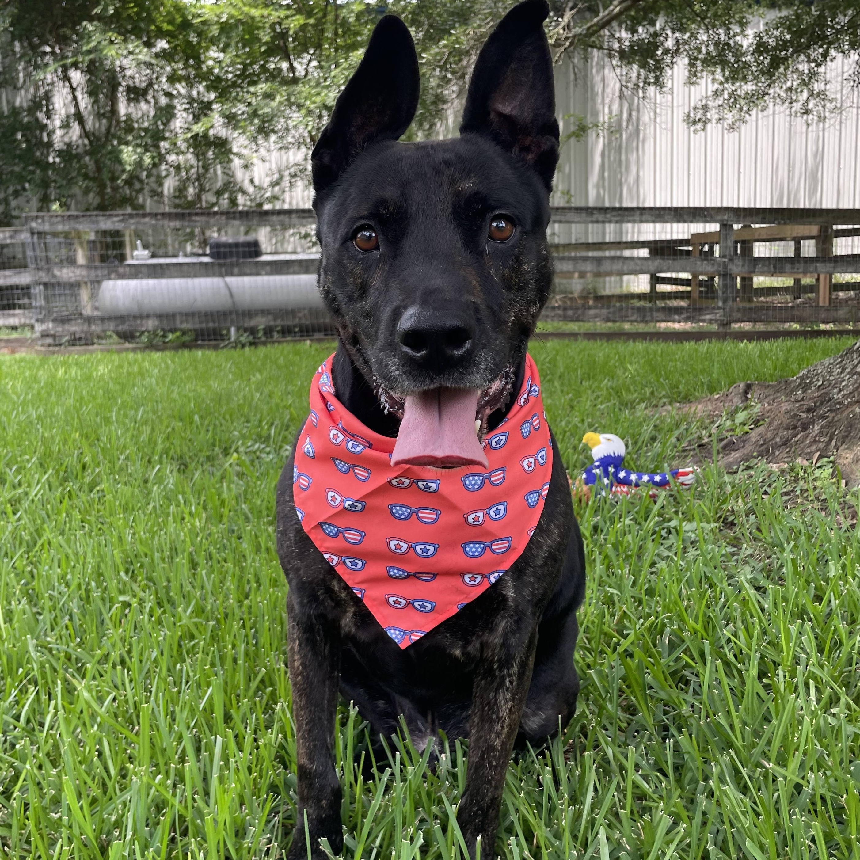Bubba, a Adoptable mixed breed in Tomball, TX image 4/5