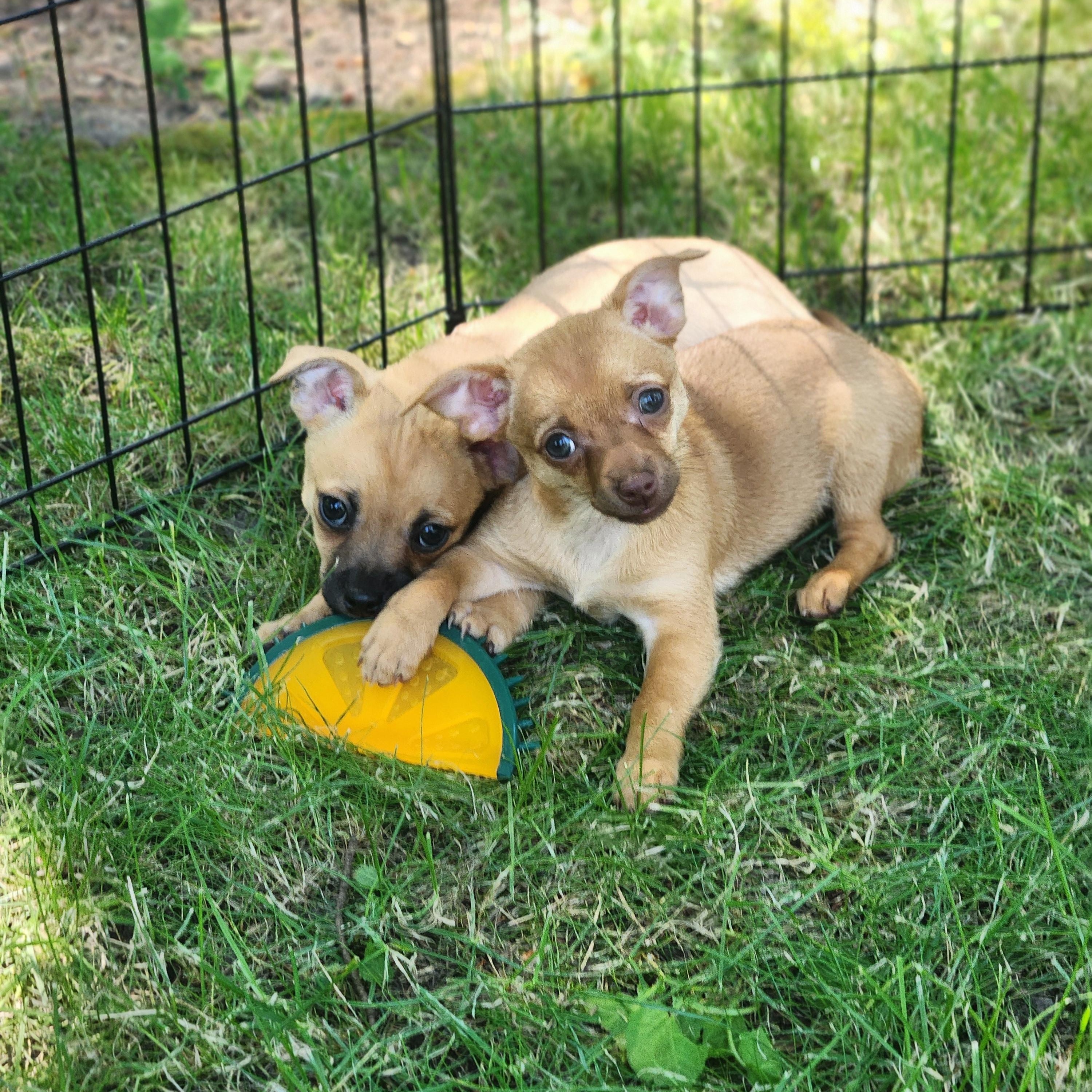 Sally is an 8 week old baby chihuahua She is super cute sweet and affectionate Sally came into re