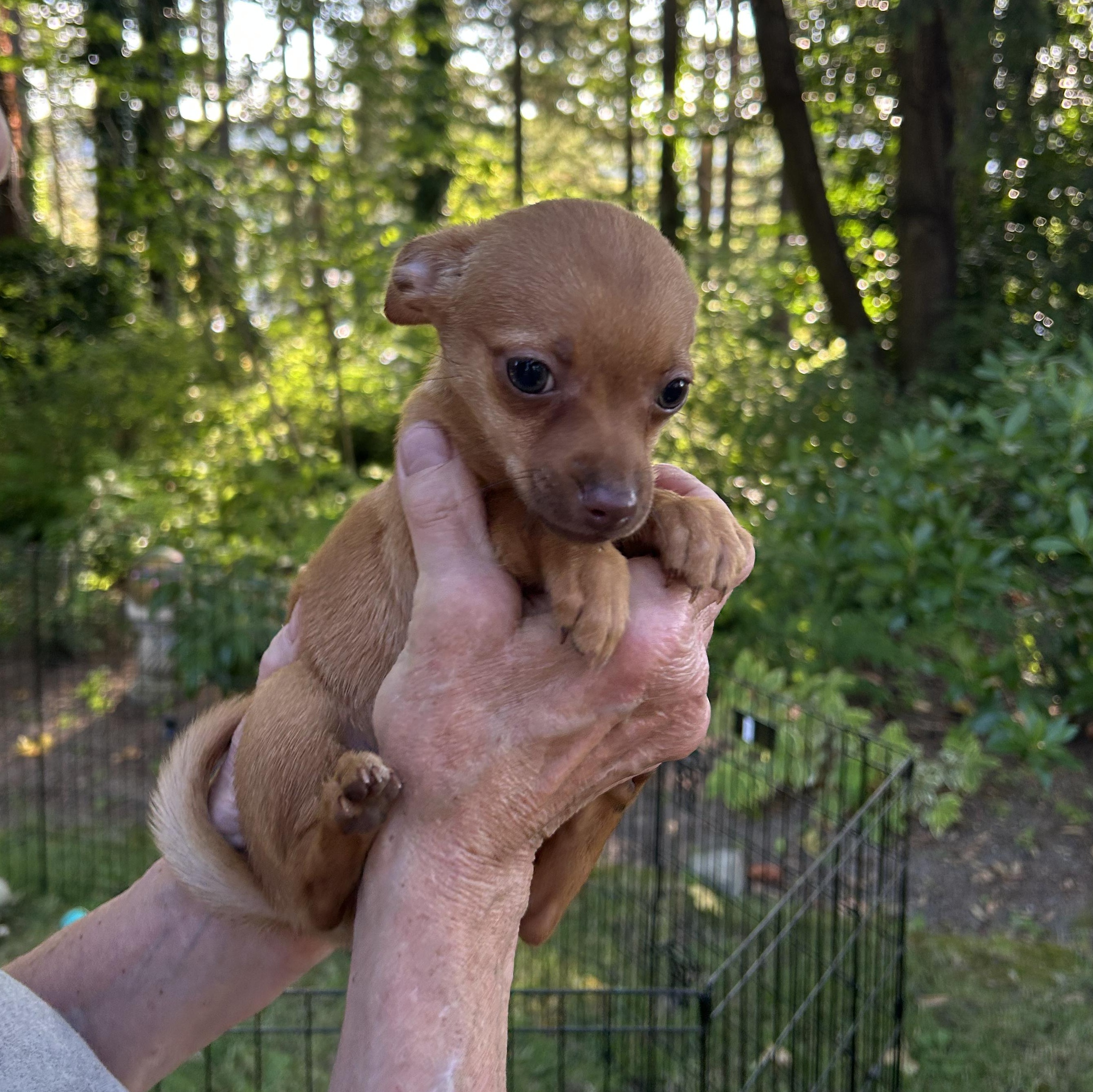 Sally Chihuahua Dog