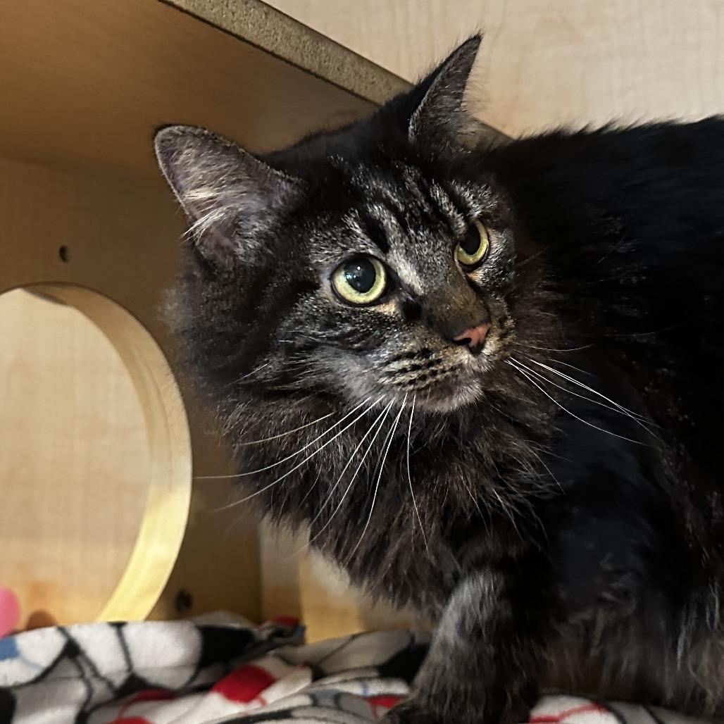 Enlarge Olivia, a Adoptable Domestic Long Hair in Washington Township, OH image 1/2