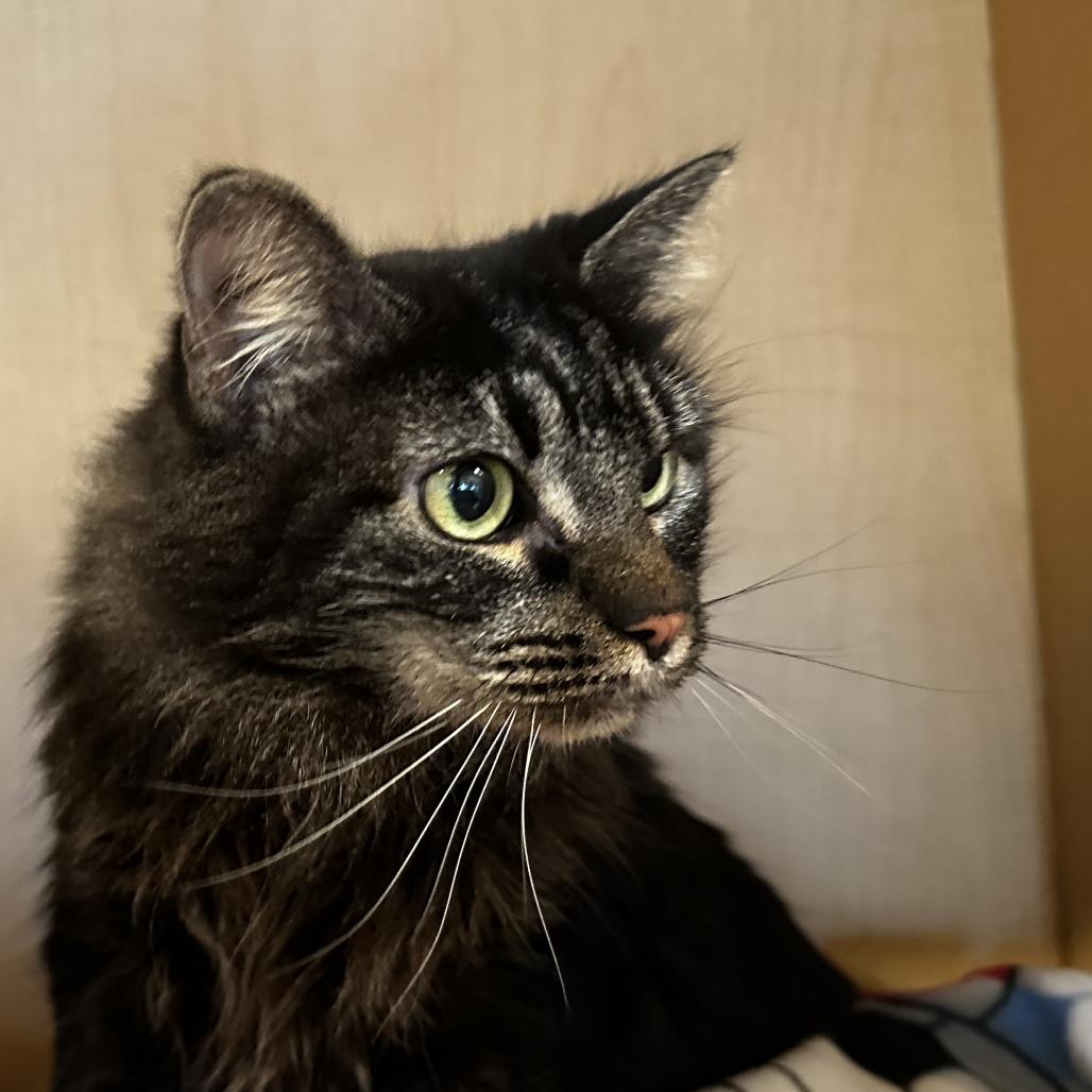 Enlarge Olivia, a Adoptable Domestic Long Hair in Washington Township, OH image 2/2