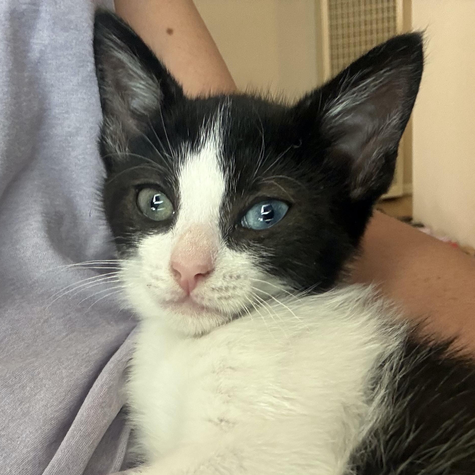 Shortbread, ADOPTABLE, Kitten Female Domestic Short Hair.