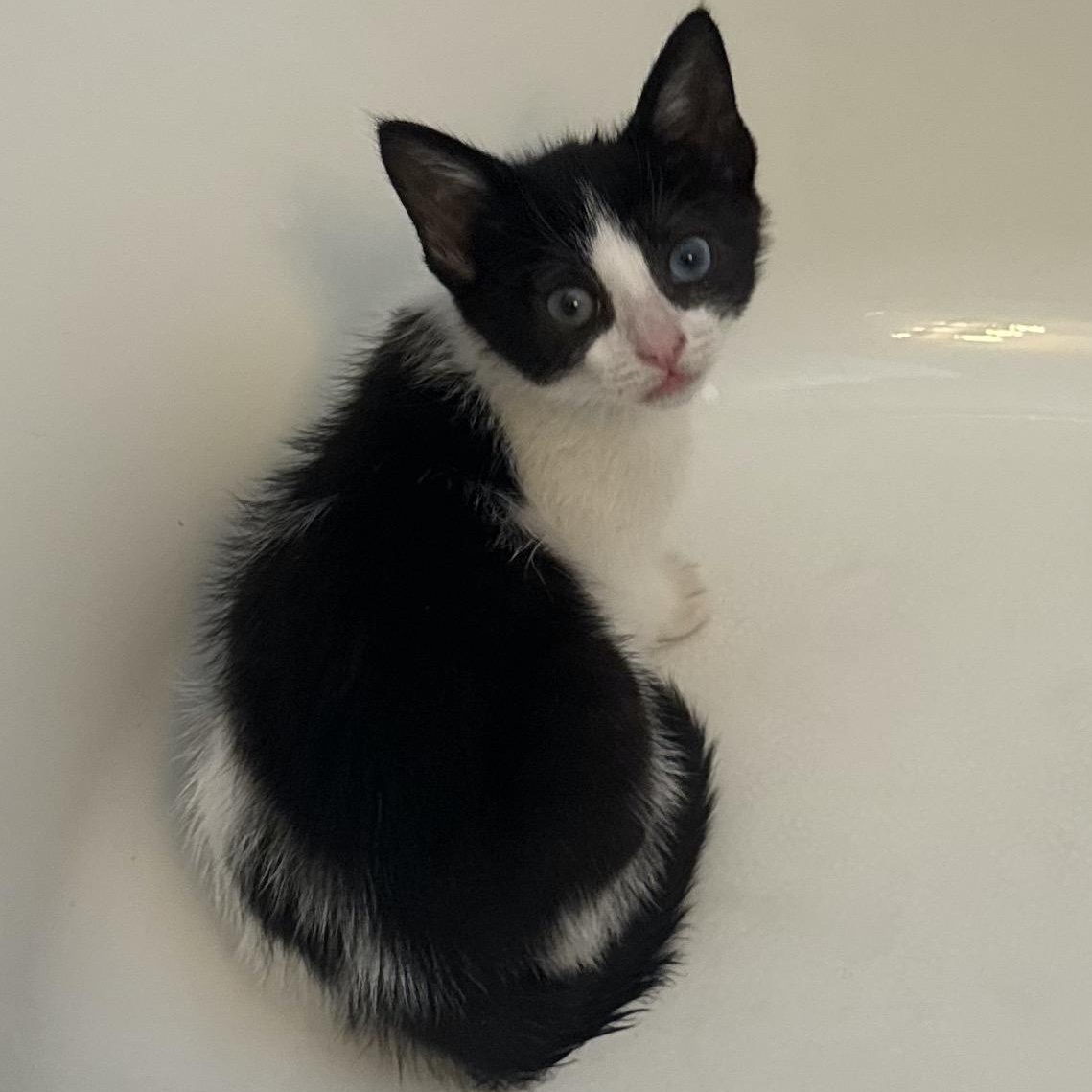 Shortbread, a ADOPTABLE Domestic Short Hair in San Diego, CA image 3/3