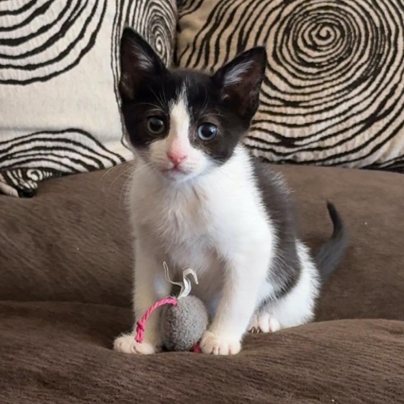 Shortbread, a ADOPTABLE Domestic Short Hair in San Diego, CA image 2/3