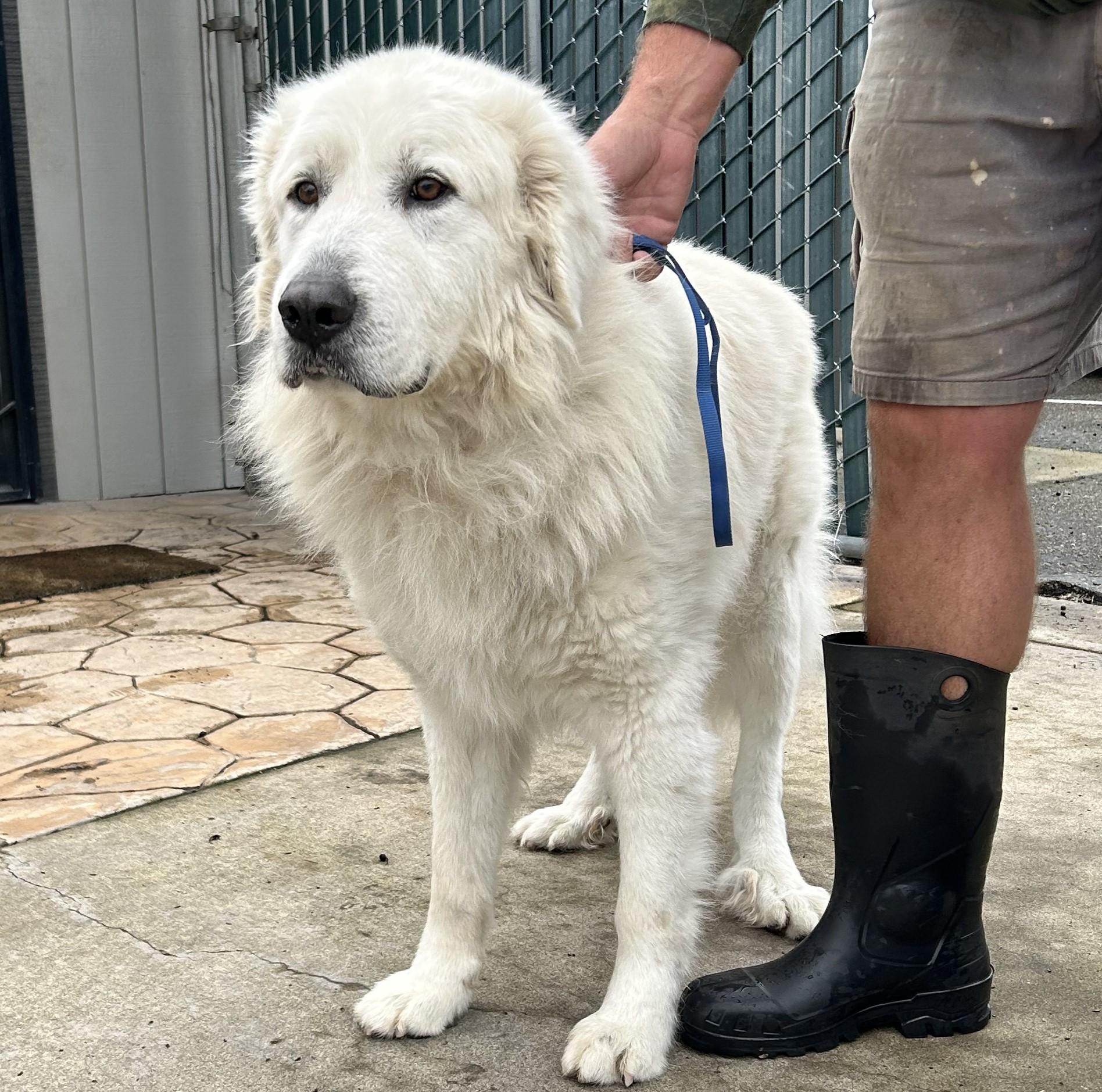 Samson, Adoptable, Young Male Great Pyrenees.