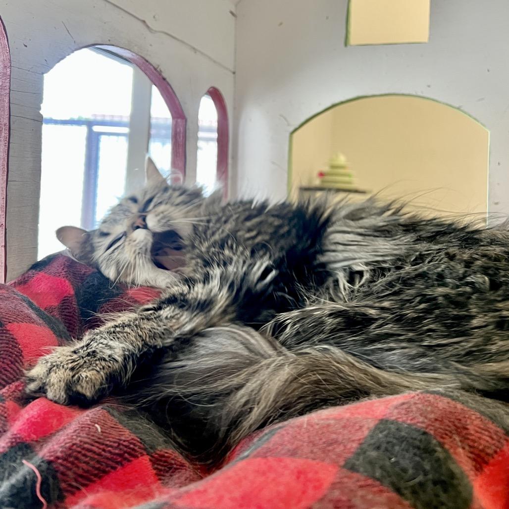 Hootie, Adoptable, Adult Female Domestic Long Hair.
