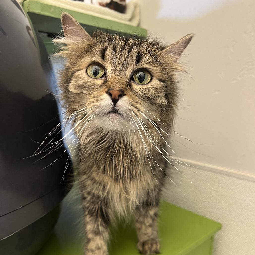 Enlarge Hootie, a Adoptable Domestic Long Hair in Glenwood Springs, CO image 2/4