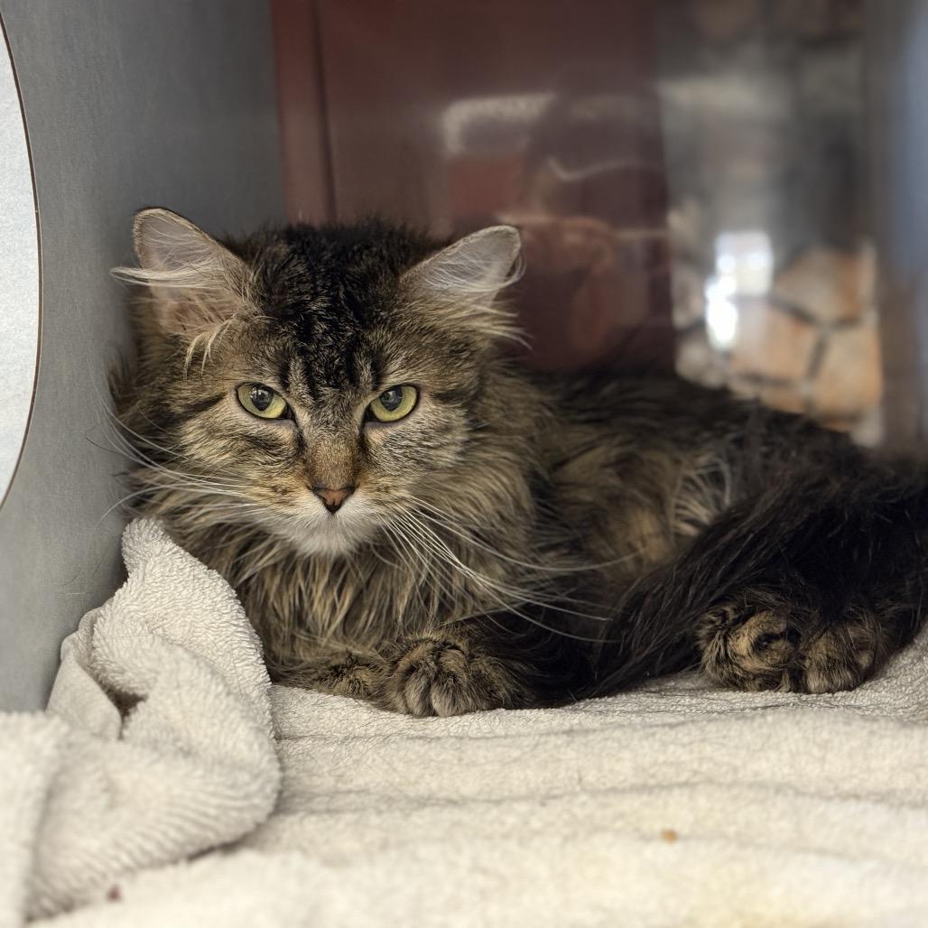 Enlarge Hootie, a Adoptable Domestic Long Hair in Glenwood Springs, CO image 3/4