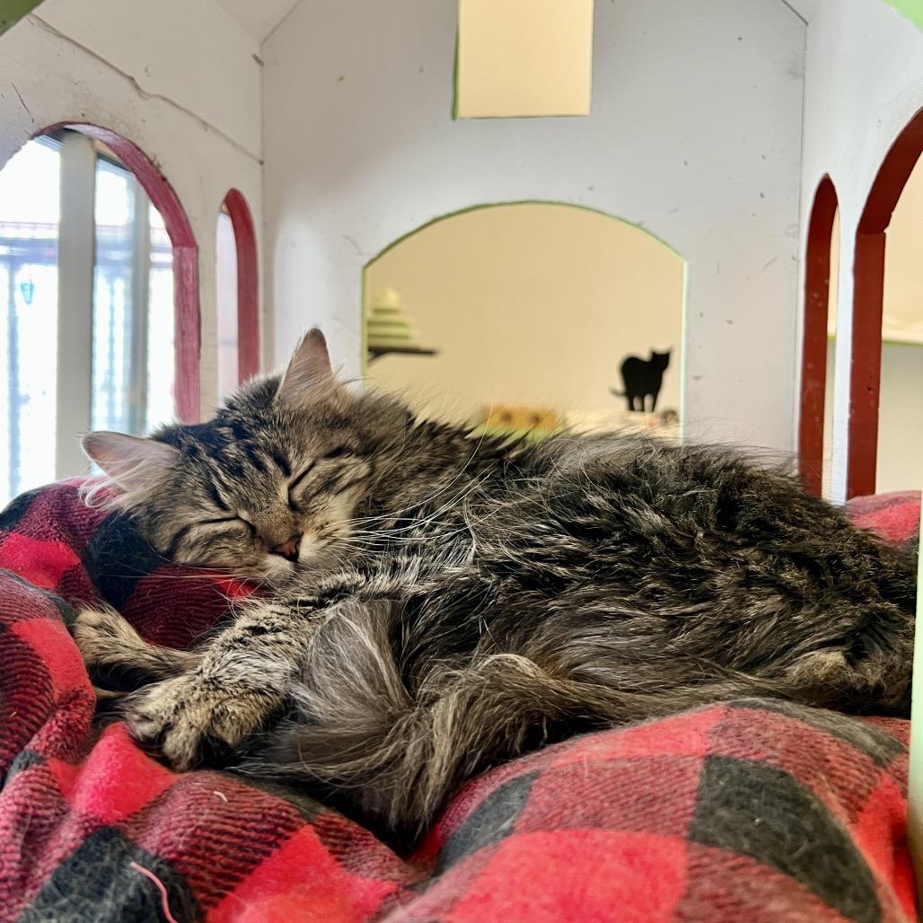 Enlarge Hootie, a Adoptable Domestic Long Hair in Glenwood Springs, CO image 4/4