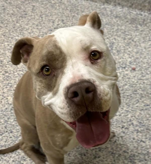 Waldo, Adoptable, Adult Male Pit Bull Terrier.