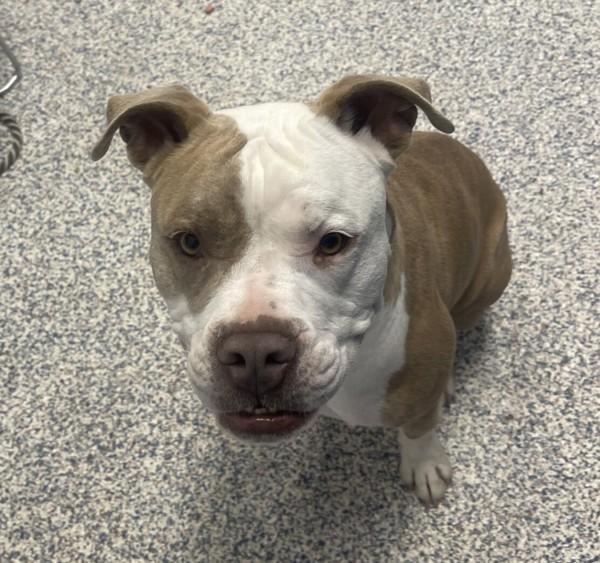 Enlarge Waldo, a Adoptable Pit Bull Terrier in Golden, CO image 2/2