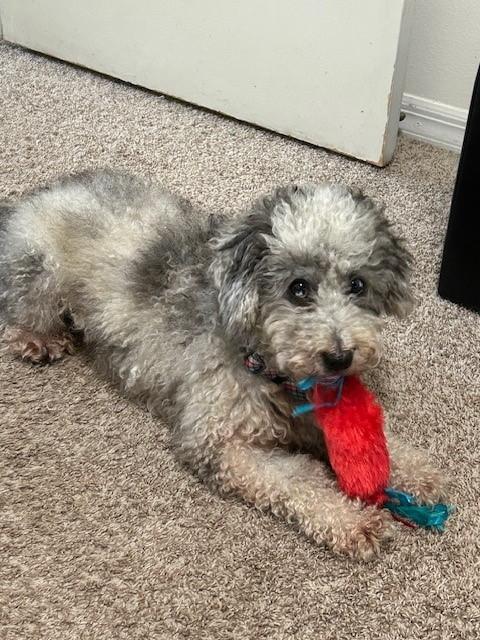 Olin, a Adoptable mixed breed in Orlando, FL image 2/4