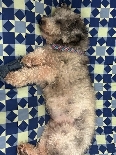 Olin, a Adoptable mixed breed in Orlando, FL image 4/4