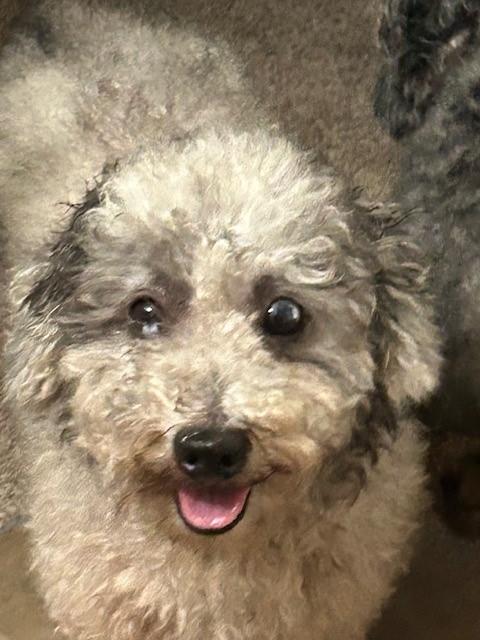 Olin, a Adoptable mixed breed in Orlando, FL image 1/4