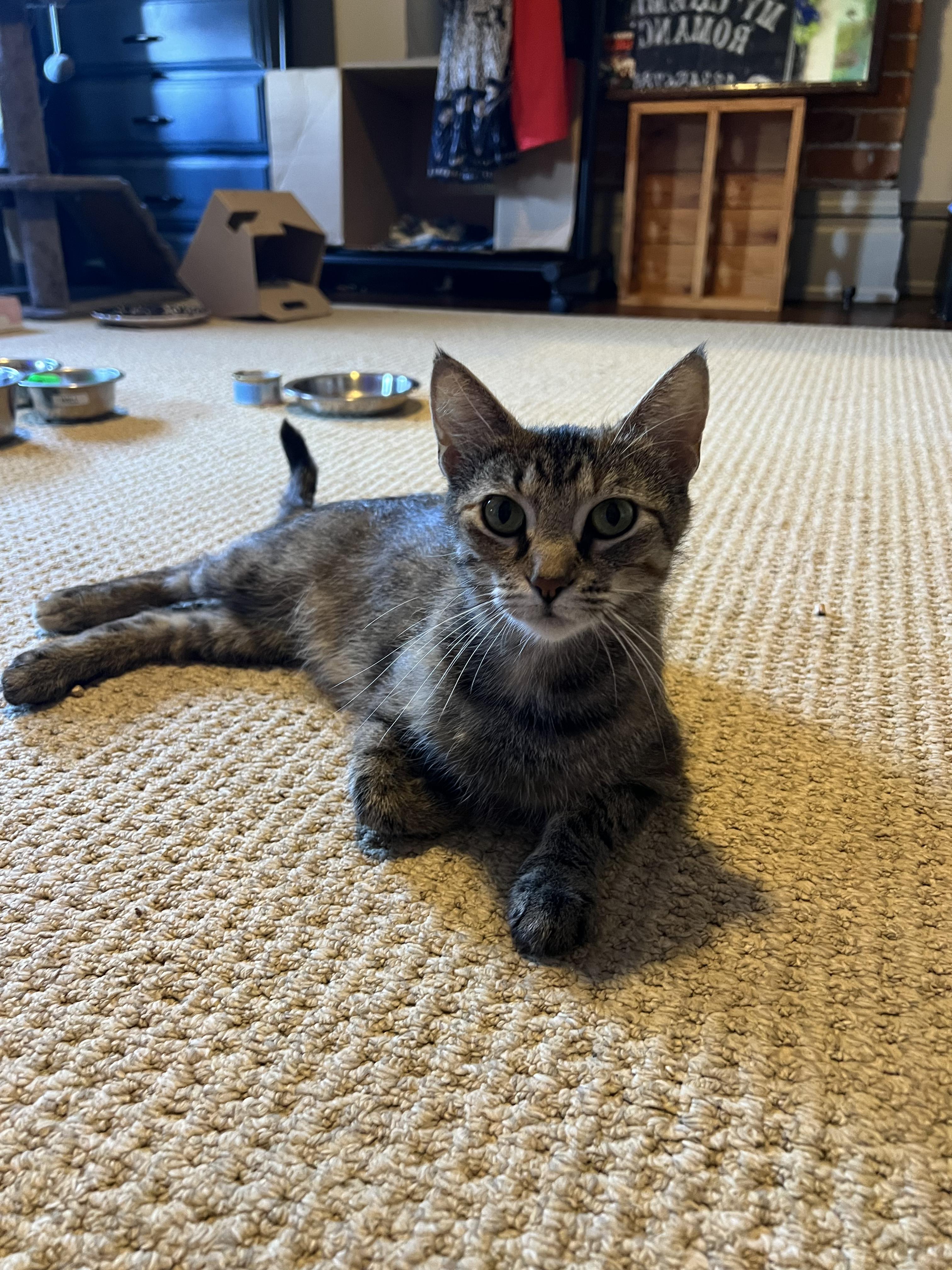 Enlarge Denali, a ADOPTABLE Domestic Short Hair in Columbus, OH image 6/6