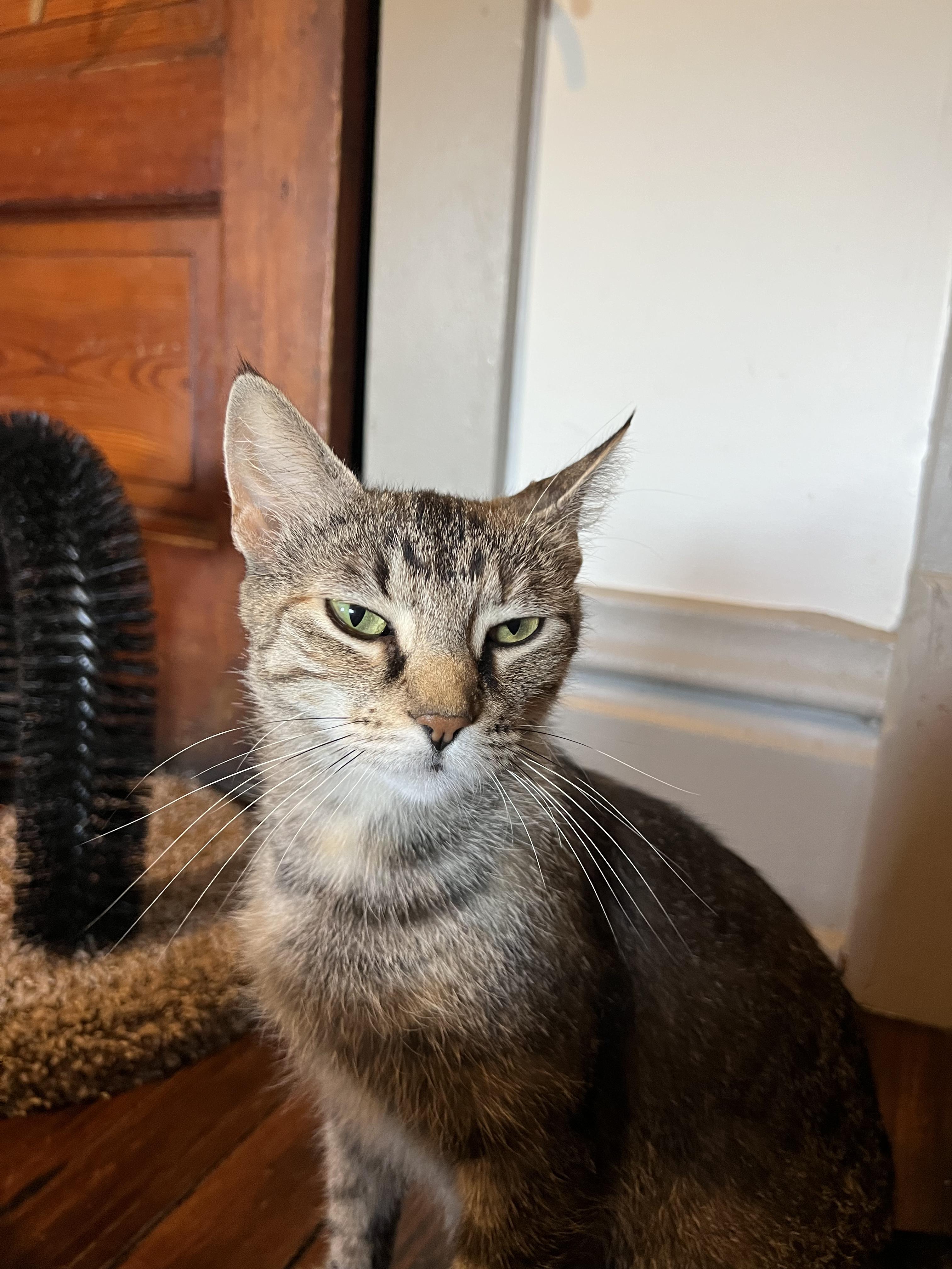 Enlarge Denali, a ADOPTABLE Domestic Short Hair in Columbus, OH image 4/6