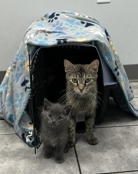 Enlarge Denali, a ADOPTABLE Domestic Short Hair in Columbus, OH image 2/6