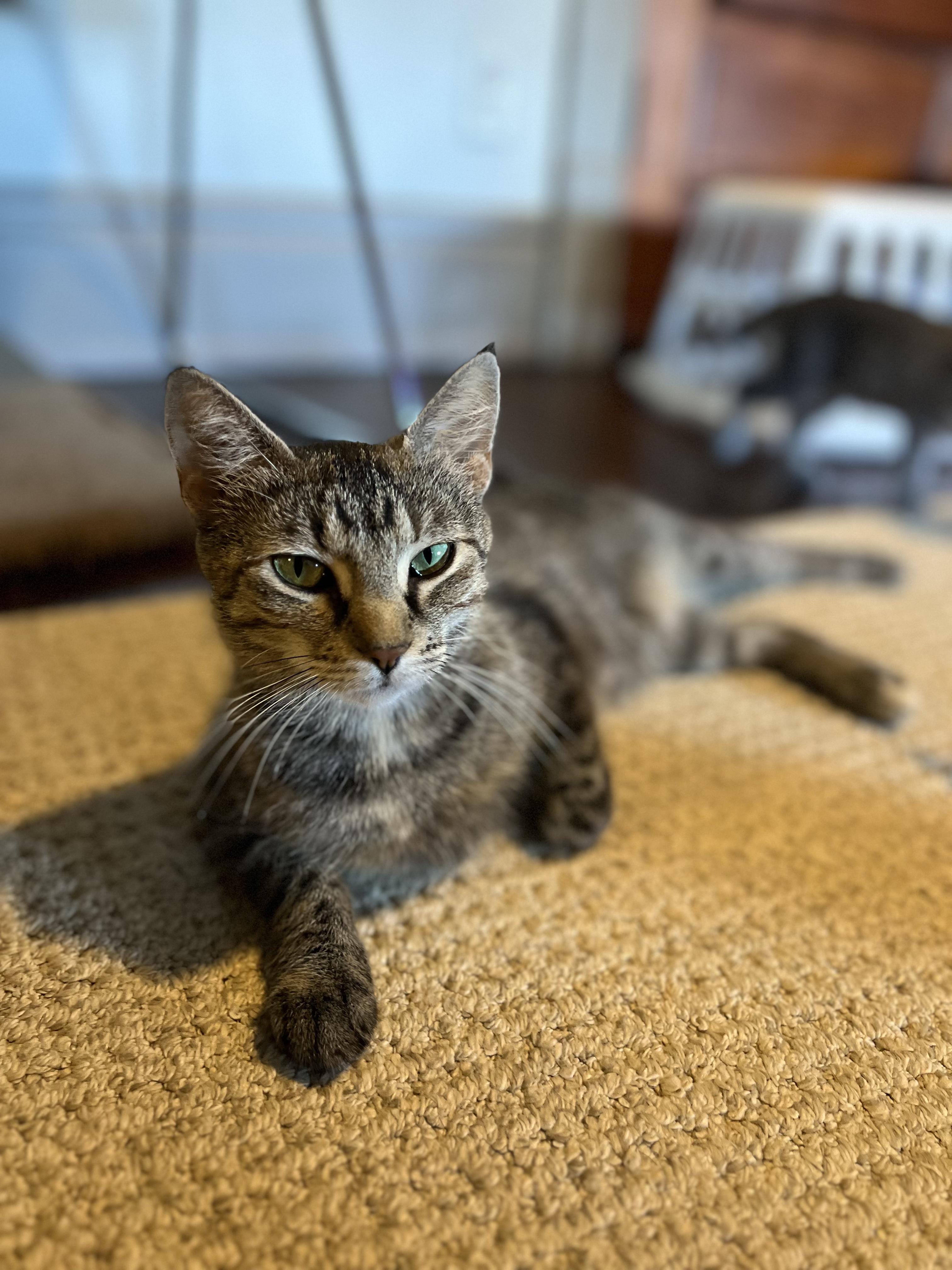 Denali, ADOPTABLE, Young Female Domestic Short Hair.