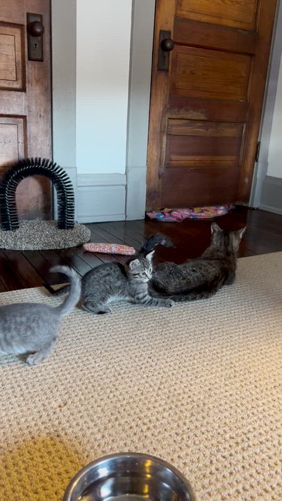 Enlarge Denali, a ADOPTABLE Domestic Short Hair in Columbus, OH video 5/6