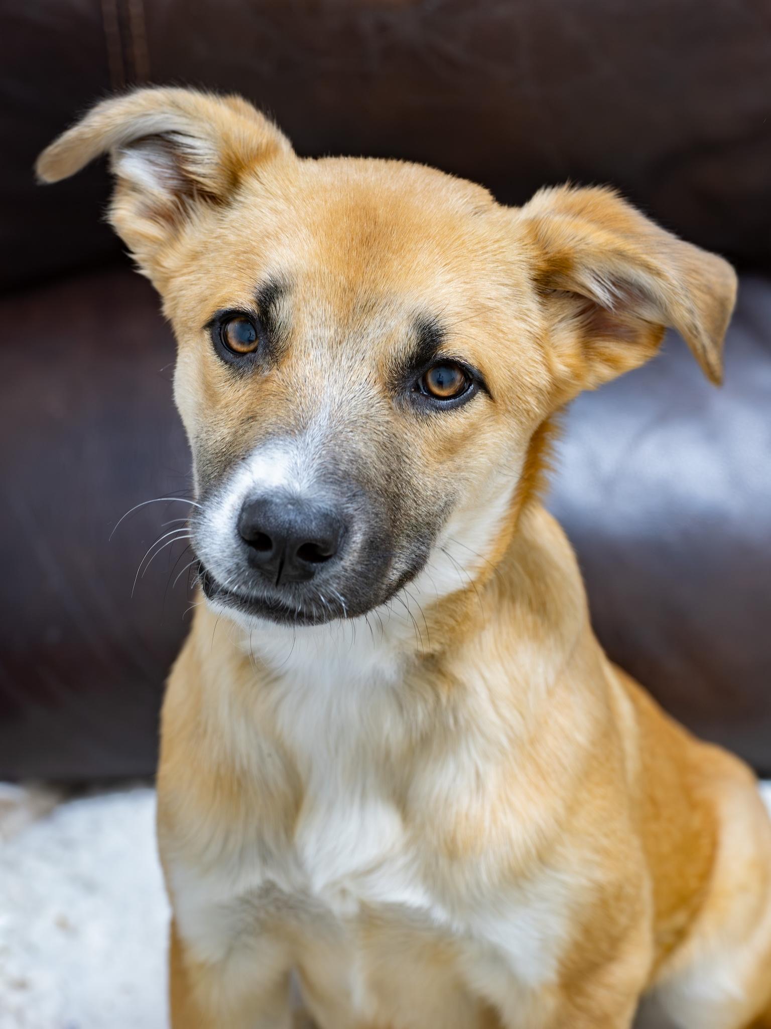 Enlarge Scruffy, an adopted mixed breed in Globe, AZ image 1/1
