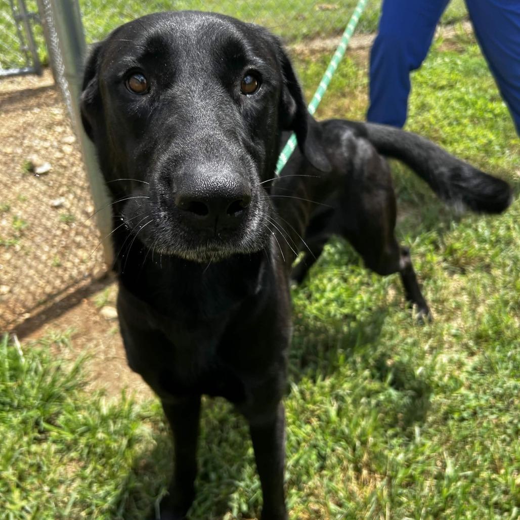 Dharma, Adoptable, Adult Female Mixed Breed.