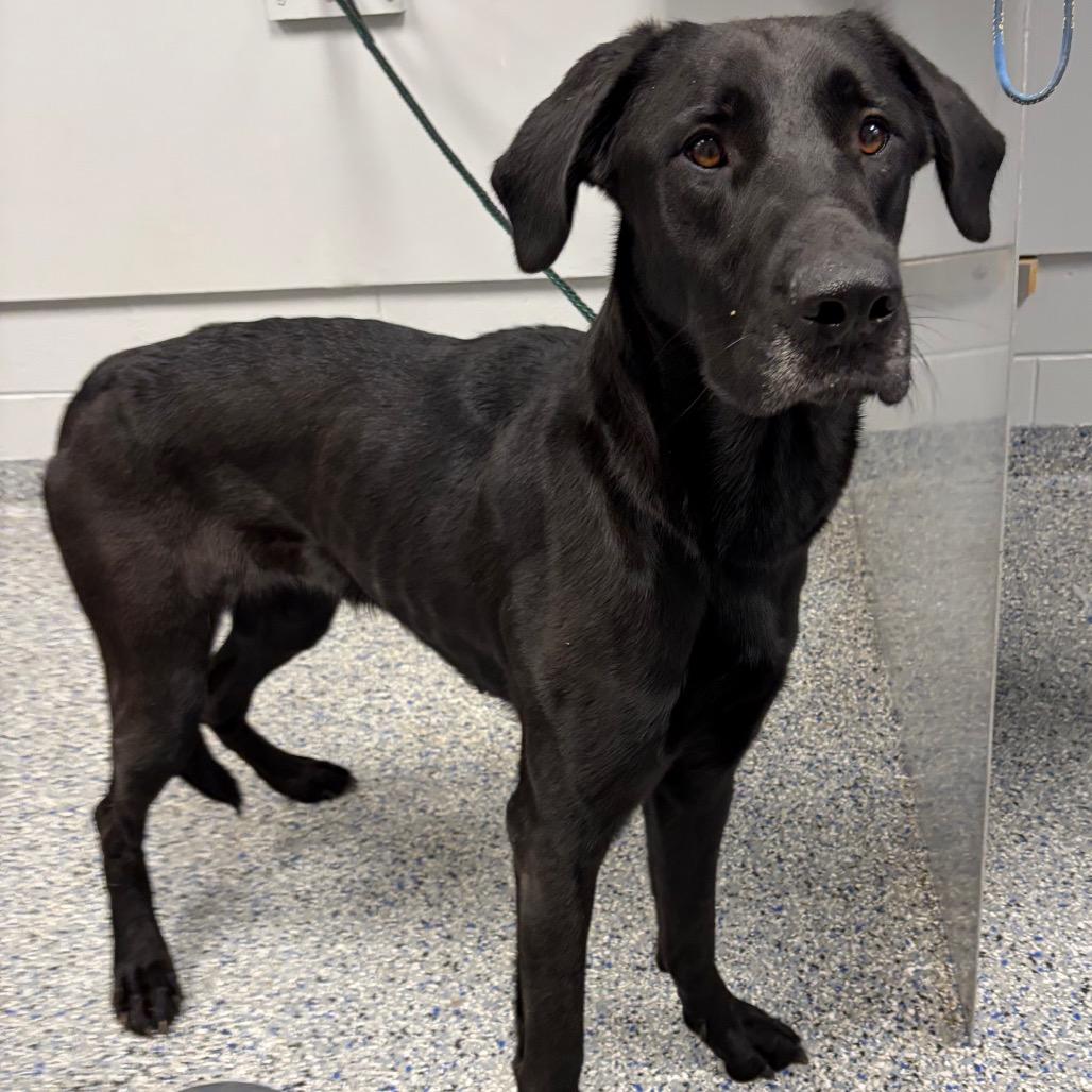 Dharma, a Adoptable Mixed Breed in Greenville, SC image 2/6