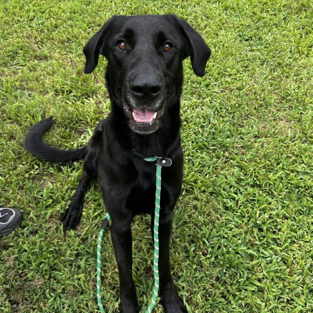 Dharma, a Adoptable Mixed Breed in Greenville, SC image 4/6