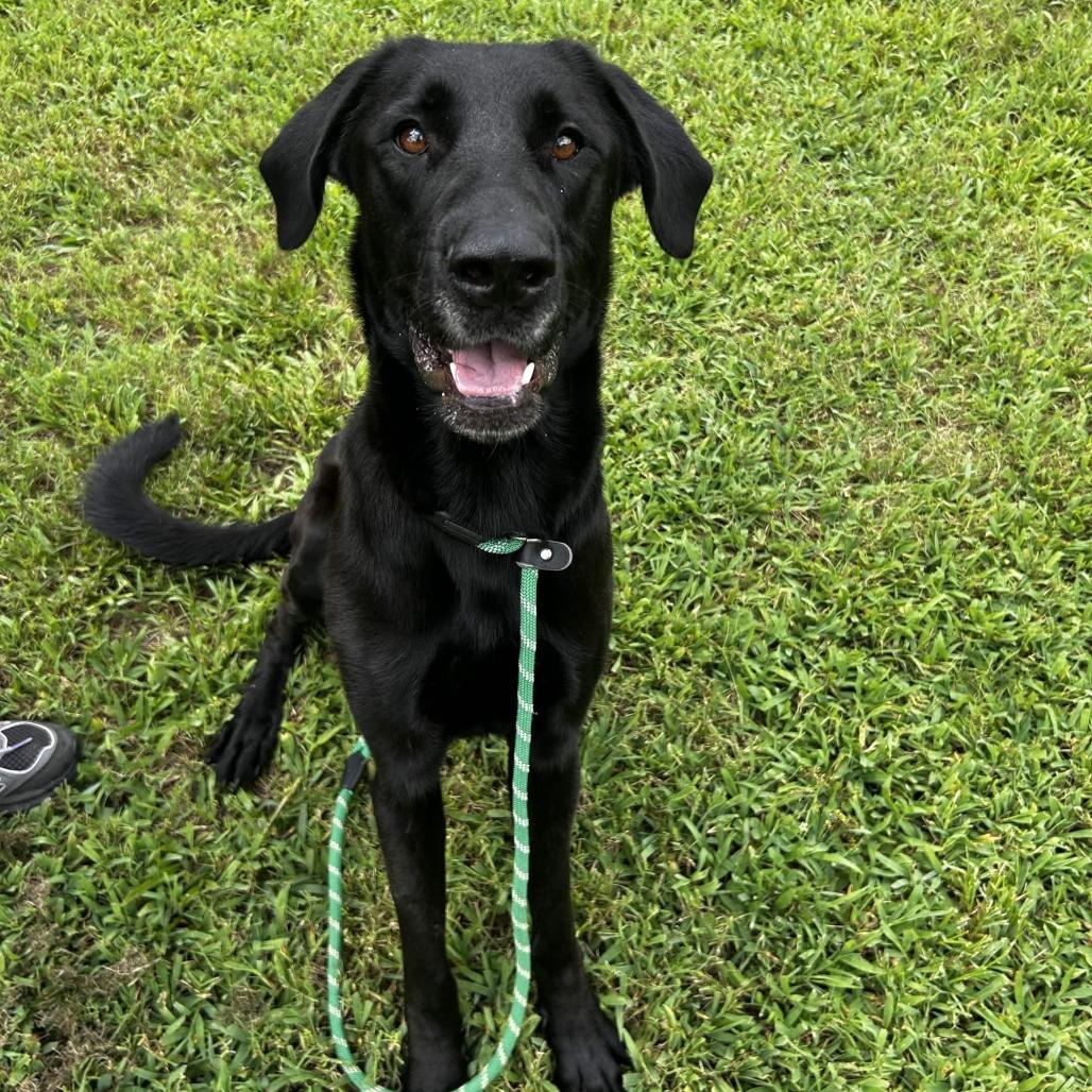 Dharma, a Adoptable Mixed Breed in Greenville, SC image 5/6